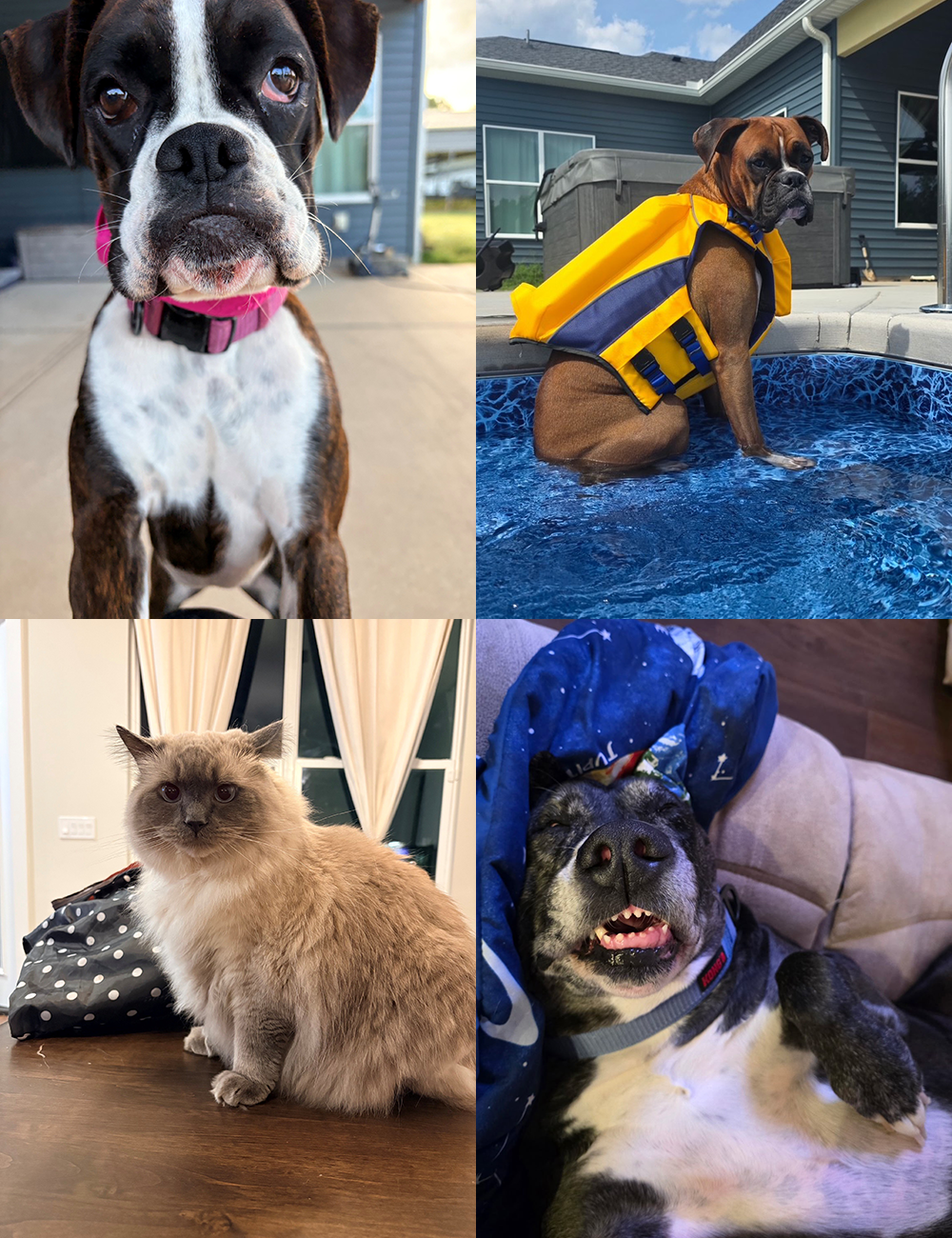 Dog Walk of the Month
