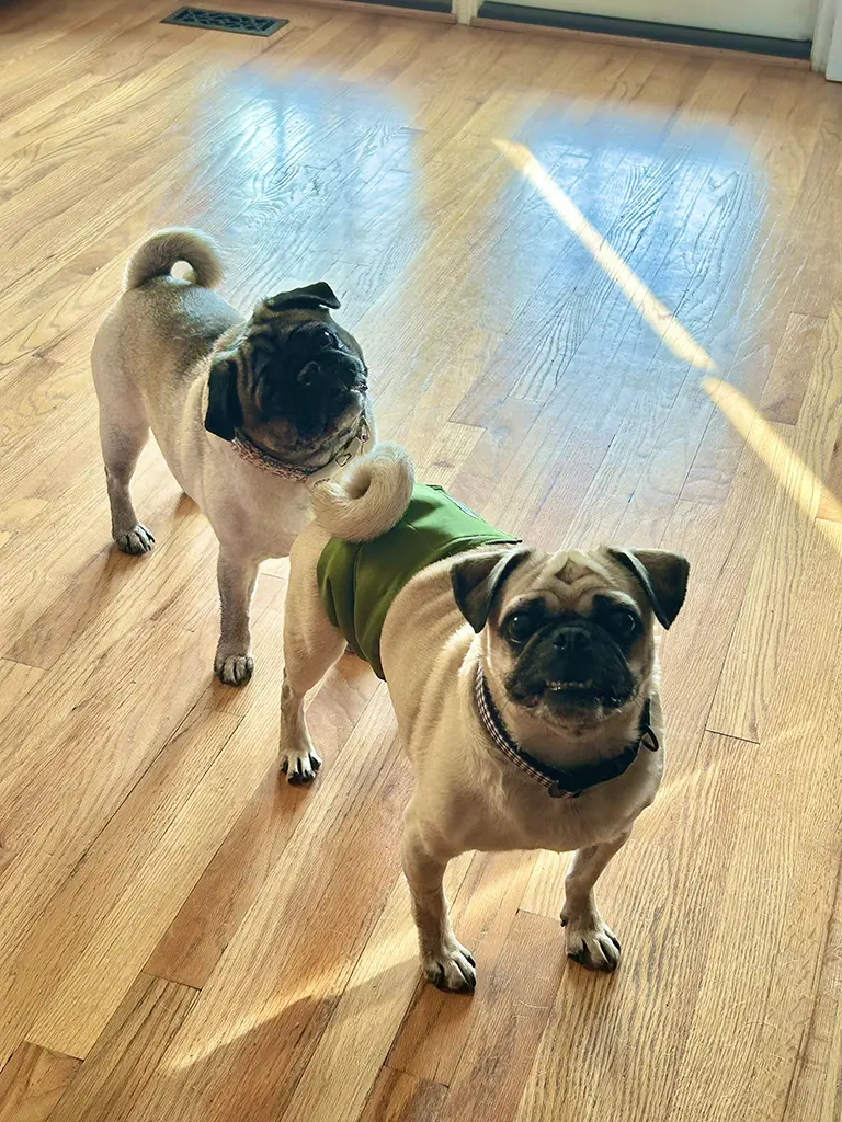 Dog Sitting